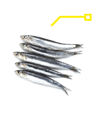 233mg de magnésium pour 2 sardines à l’huile